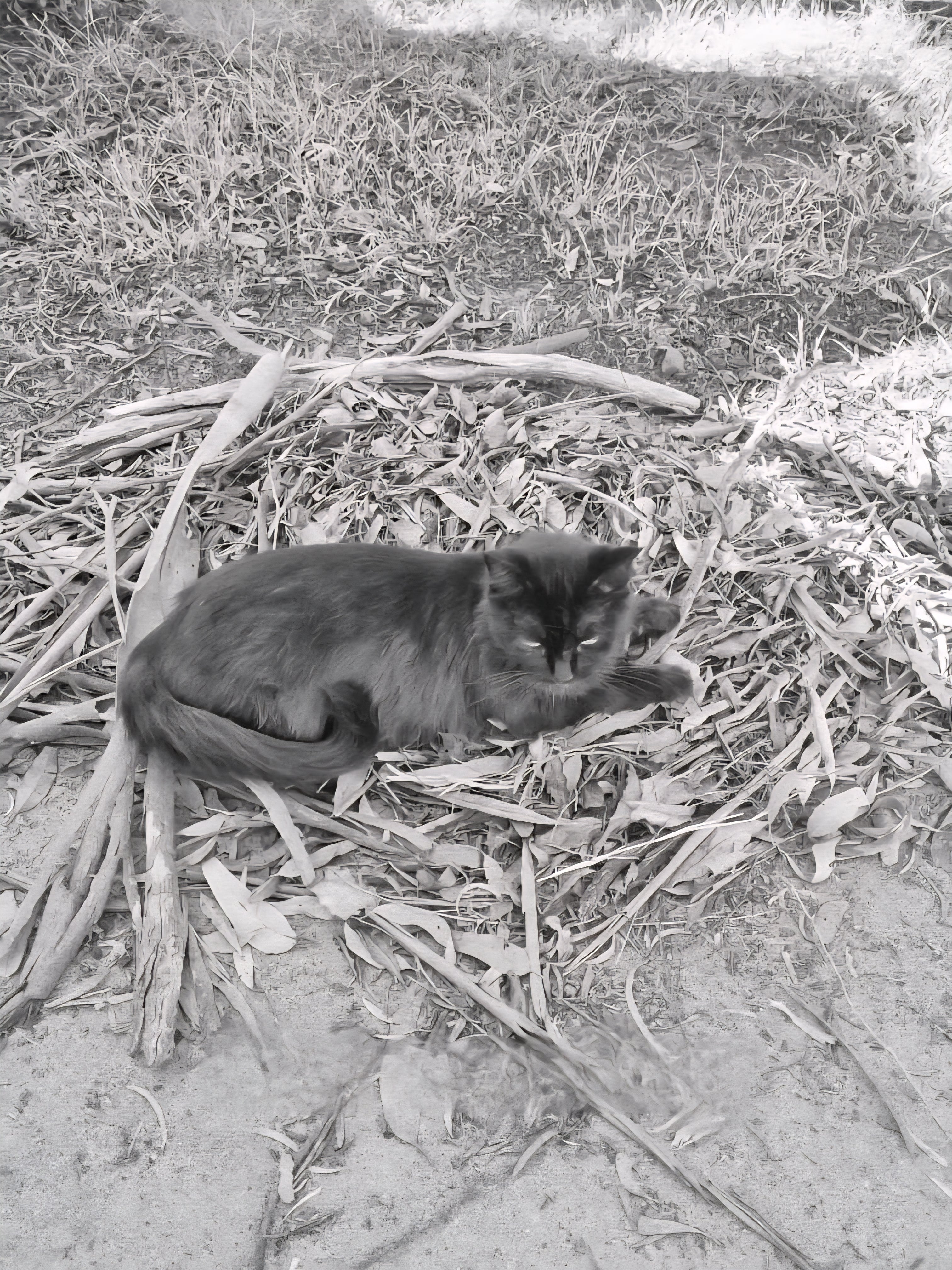 Okay... So I build my cat bird nests. She absolutely loves the warm mulch and leaves. It keeps her warm and super-chilled. I'm still yet to figure out if she thinks she's a bird. She does think she's a human and my partner, so a bird wouldn't surprise me.