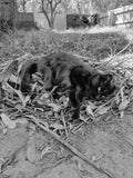 Okay dad, I made the nest. When do I learn how to fly?