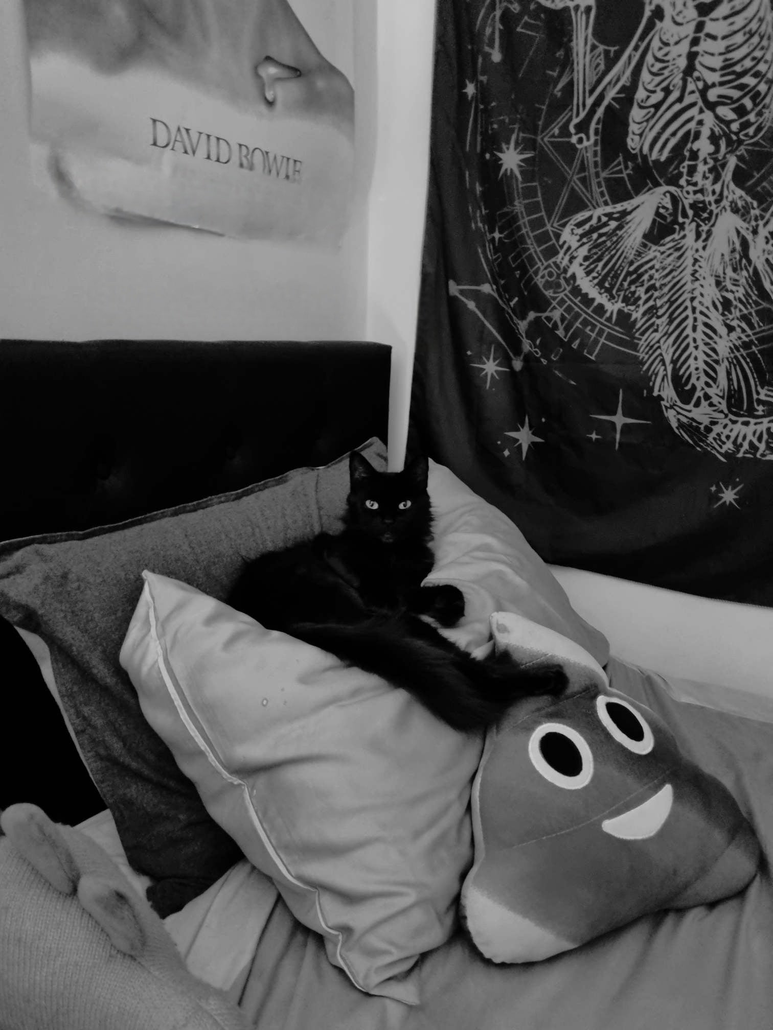 One can never have too many pillows and cushions, well and soft plushies.