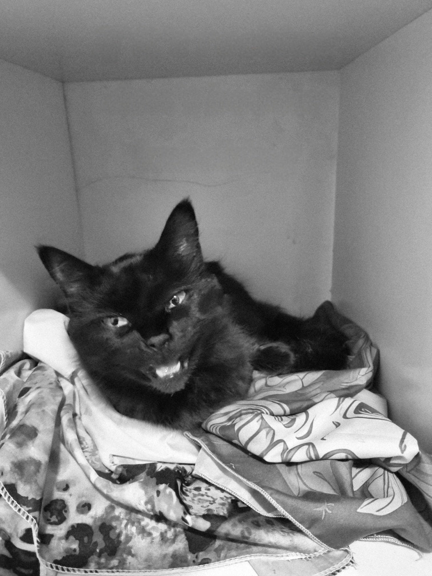 Did you ever hear of knocking first? What does a cat have to do to get some privacy in her own house..... or cubical?