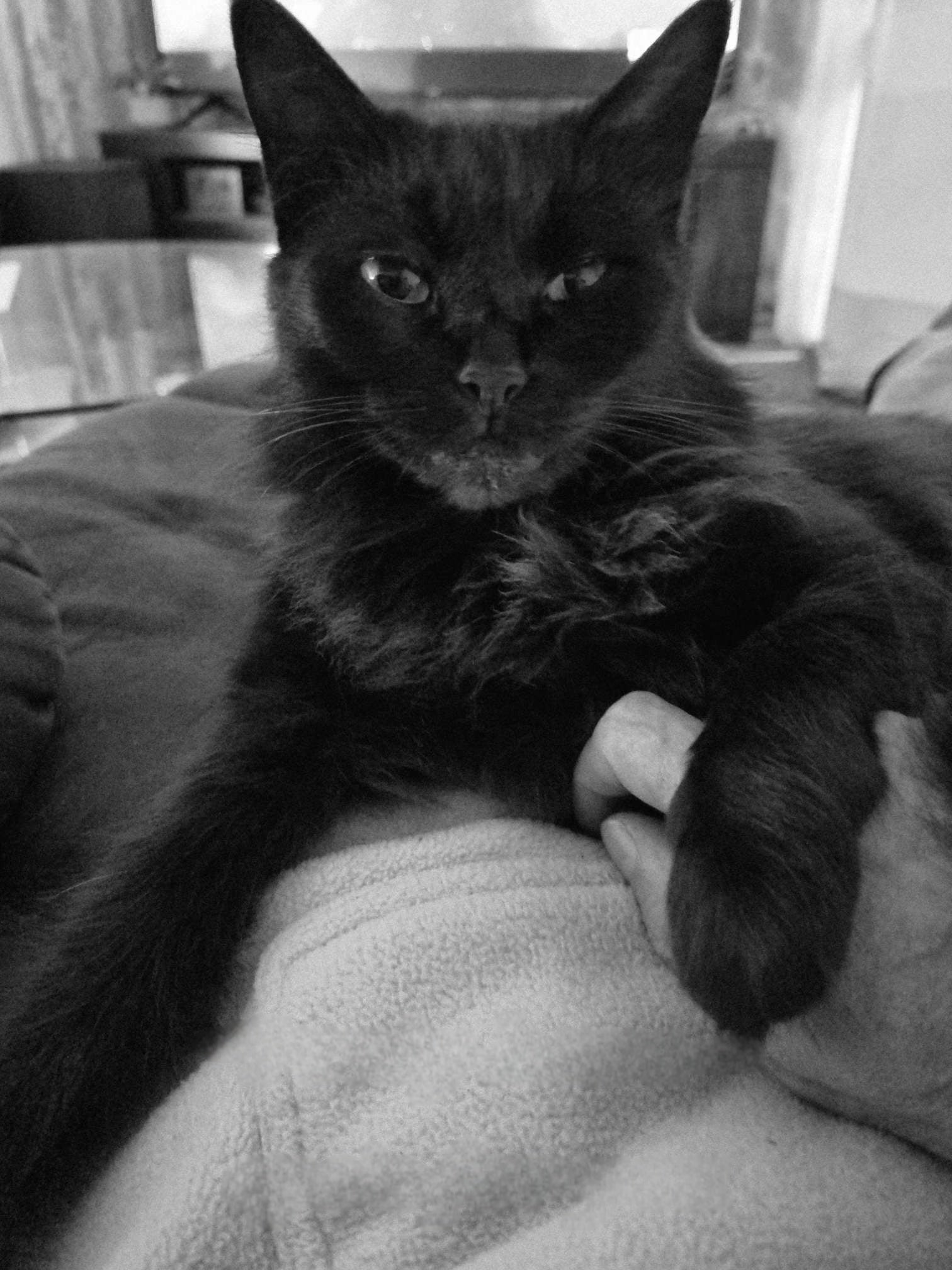 Daddy, you've got me, but who's got you? I'll give you all the love you'll ever need, but you will feed me and clean the litter tray everyday..