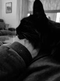 I'm fast asleep on dads lap. He can't go anywhere now. I particularly time it that when I'm asleep, dad can't get up for a lattè, or bathroom break.