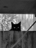 Are you lost dad? You're on the wrong side of the fence. Are you trying to pick up the neighbours again?