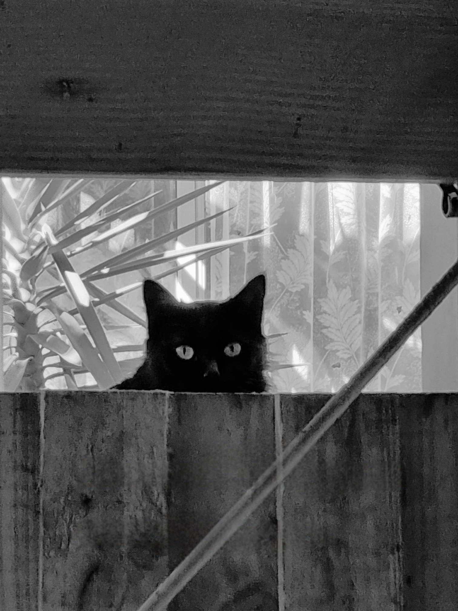 Are you lost dad? You're on the wrong side of the fence. Are you trying to pick up the neighbours again?