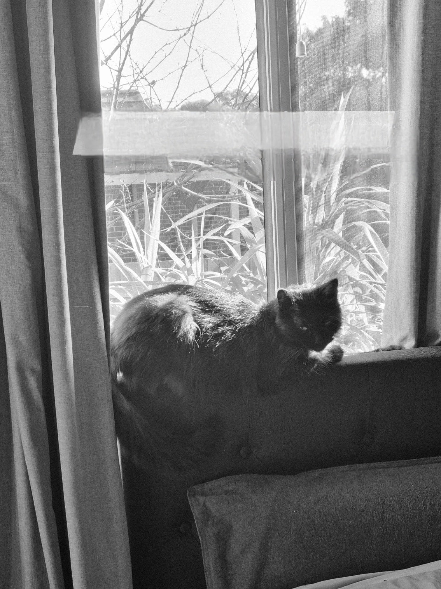 The sun room, oh, yeah. Bring on the coconut reef oil.