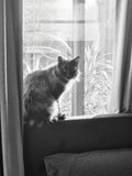 Shadow can see the world go by from here. She also get lots of sun. Just one of her happy places in winter..
