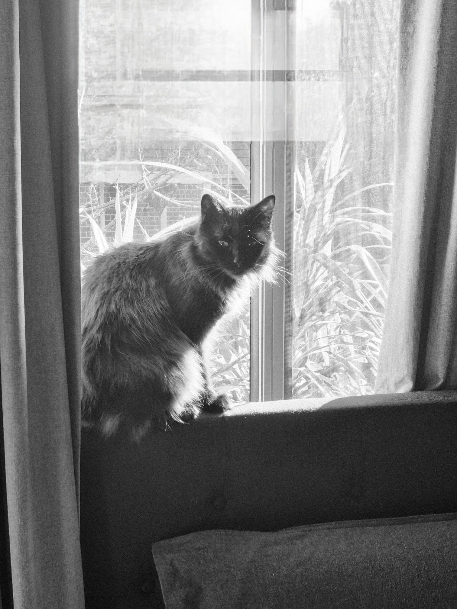 Shadow can see the world go by from here. She also get lots of sun. Just one of her happy places in winter..