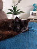 Blue cushions are my favourite. They are built for comfort.