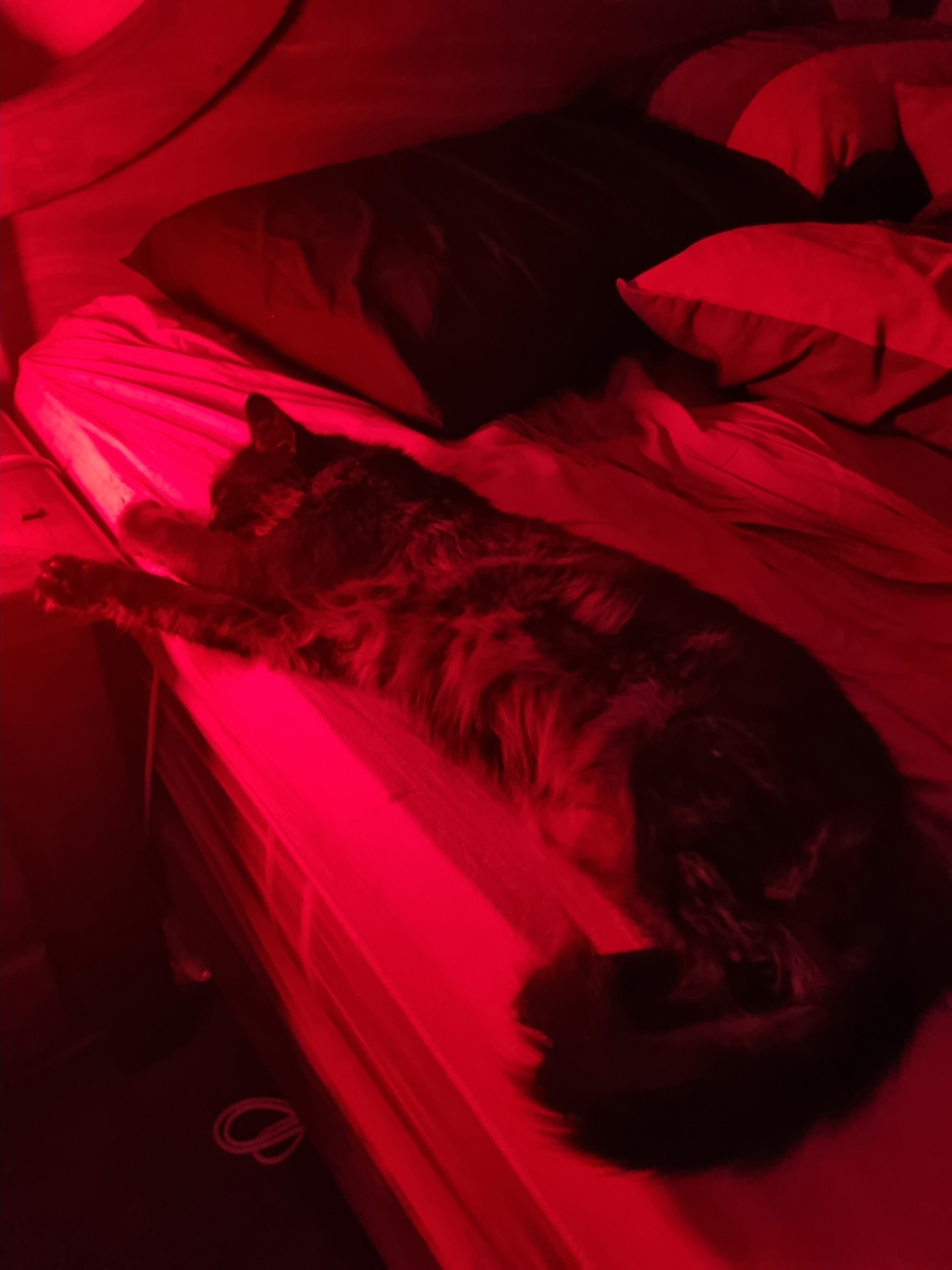Shadows side of the bed (my bed). Well she is the love of my life ❤️