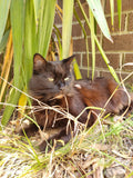 Shadow guards the front entry with total dignity. This is her house.