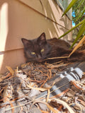 Shadow Pussa loves mother nature, just like her daddy.