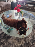 Shadow loves roses on her table. Well, she is a lady.