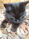 Shadow is not at peace with just one leaf for her bed.