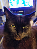 Such a pretty lap cat.