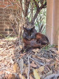 Shadow in her front garden loves  people watching and guarding the property. She will take on anyone.