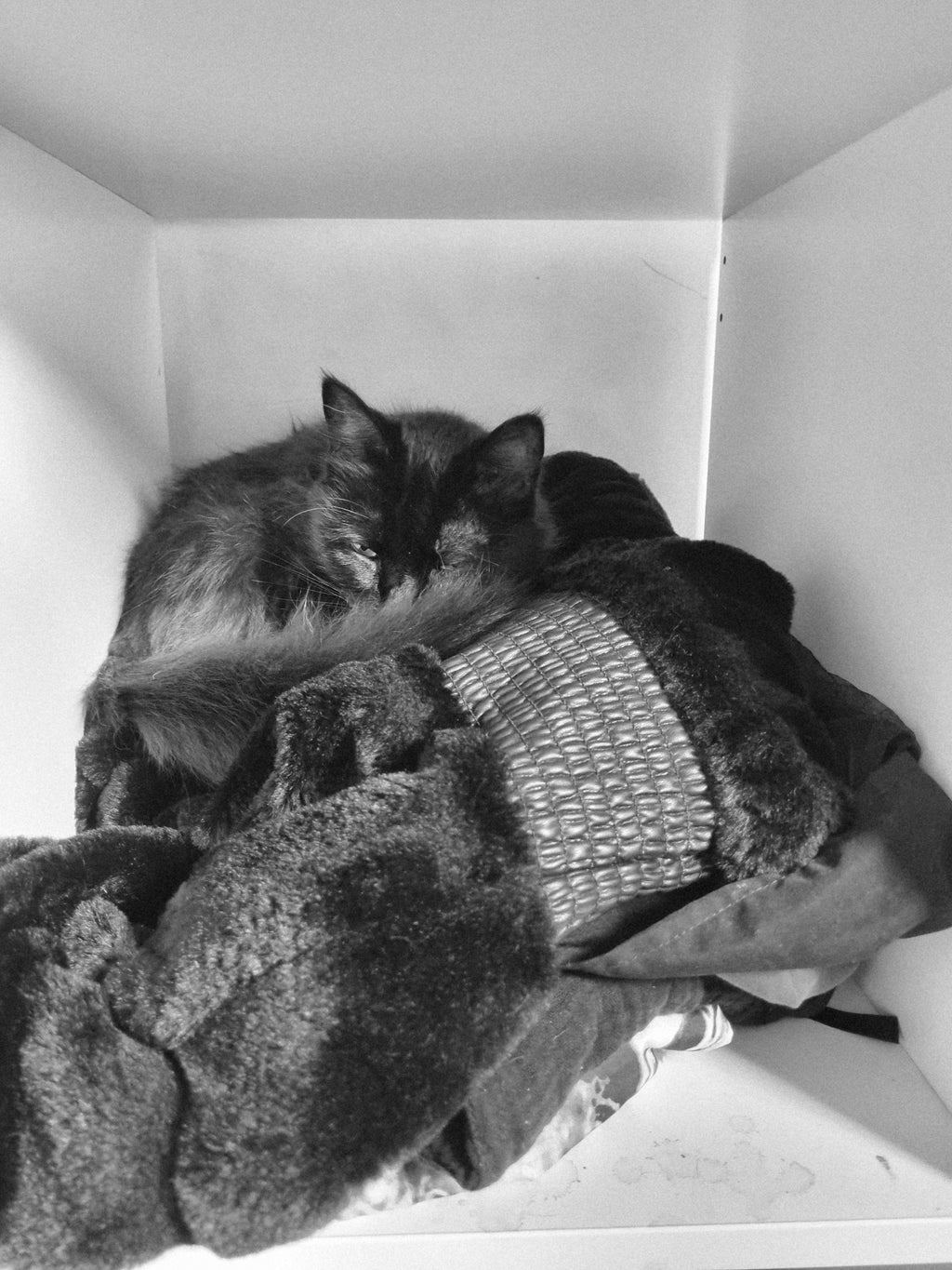 Shadow also sleeps in a cubicle
