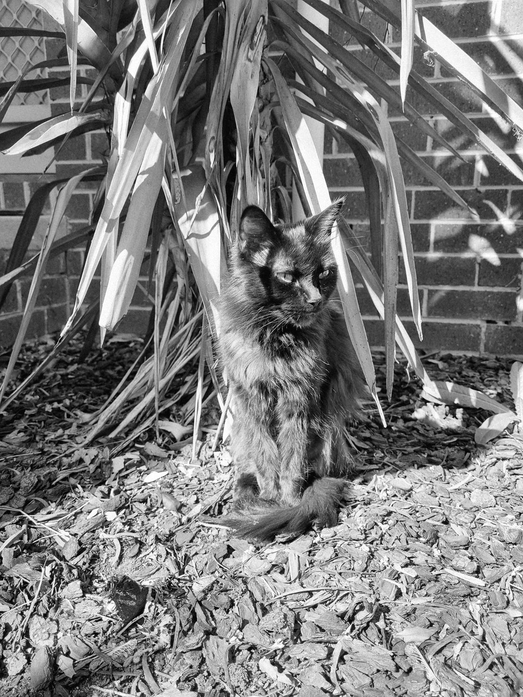 Out in the sun with the yukka plants
