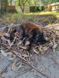 Shadow sometime wishes she was a bird. She absolutely loves her nest.
