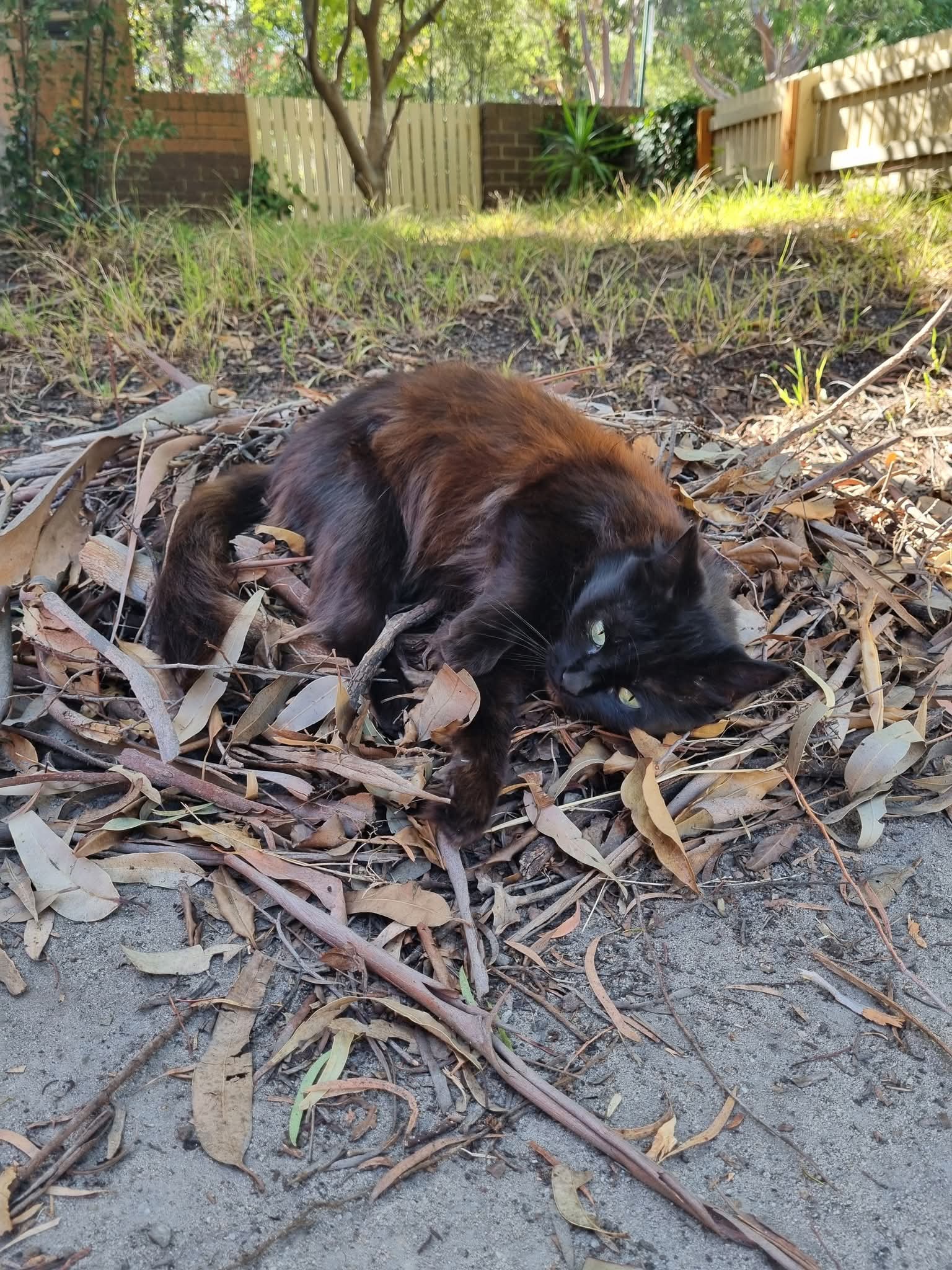 Shadow sometime wishes she was a bird. She absolutely loves her nest.