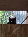 Dad?  Come back home. I'm watching you, watching me.