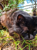Shadow on the prowl. Looking, looking. Get down low and go, go, go!