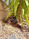 Getting some rays is mighty fine for a gorgeous feline.