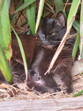 Shadow is my mini black panther. She is in her element here.
