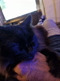 Shadow doesn't get much more cuter than this.