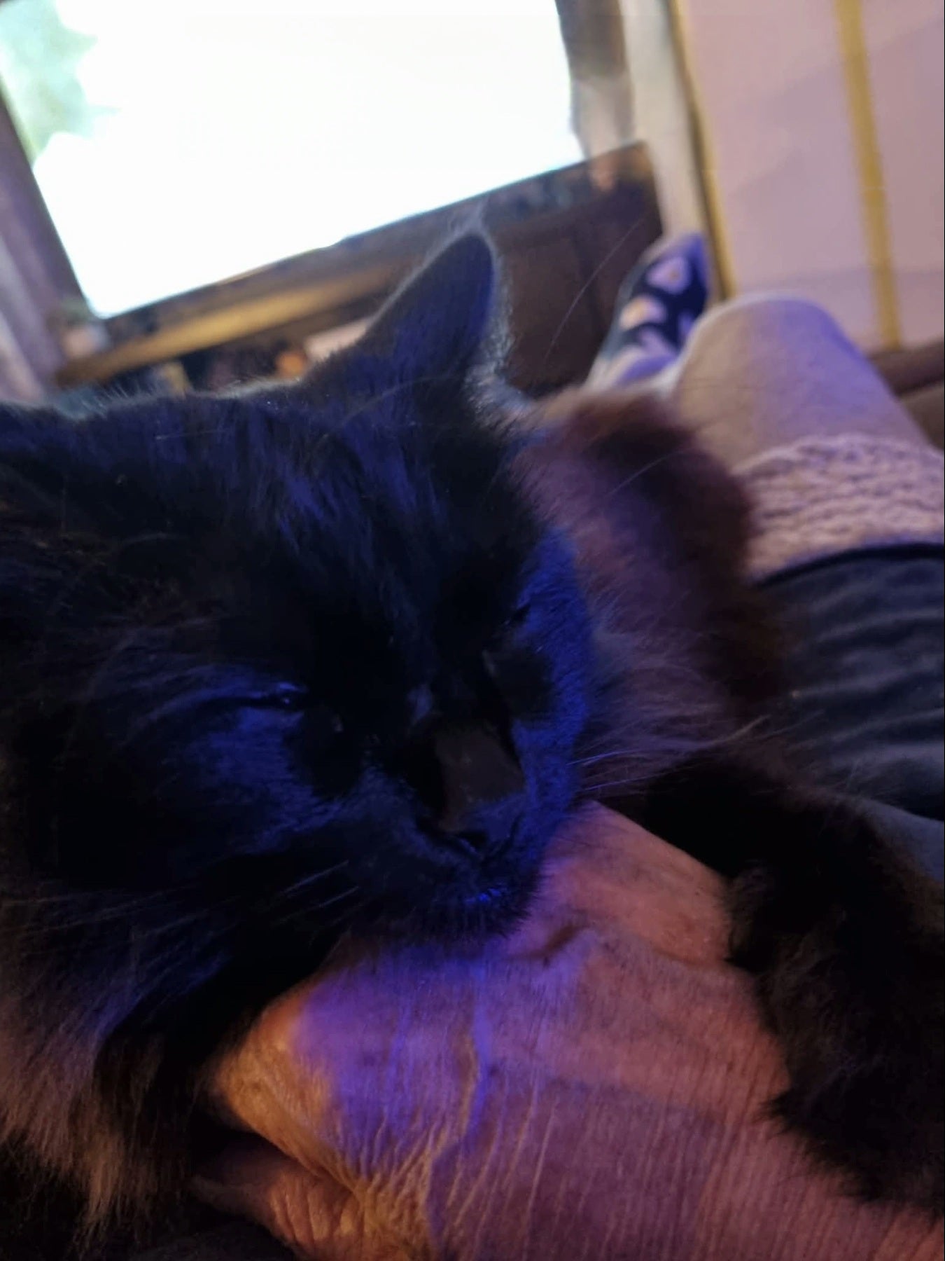 Shadow doesn't get much more cuter than this.