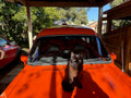 Shadow on her 1976 (50 year old) Ford Escort