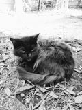 On garden duties today. Cost of entry?  One can of catnip.