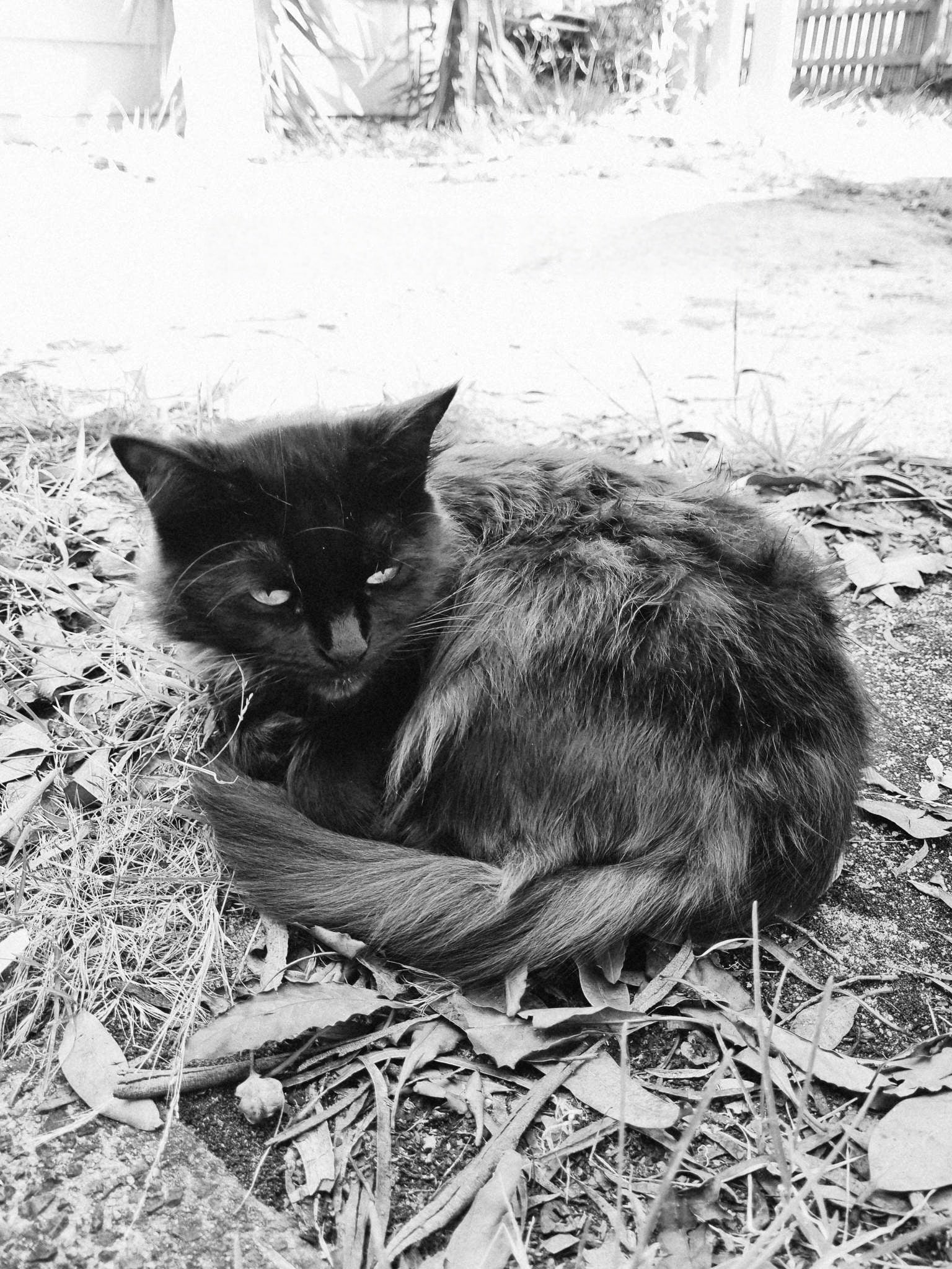 On garden duties today. Cost of entry?  One can of catnip.