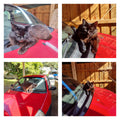 Shadow loves my car more than I do