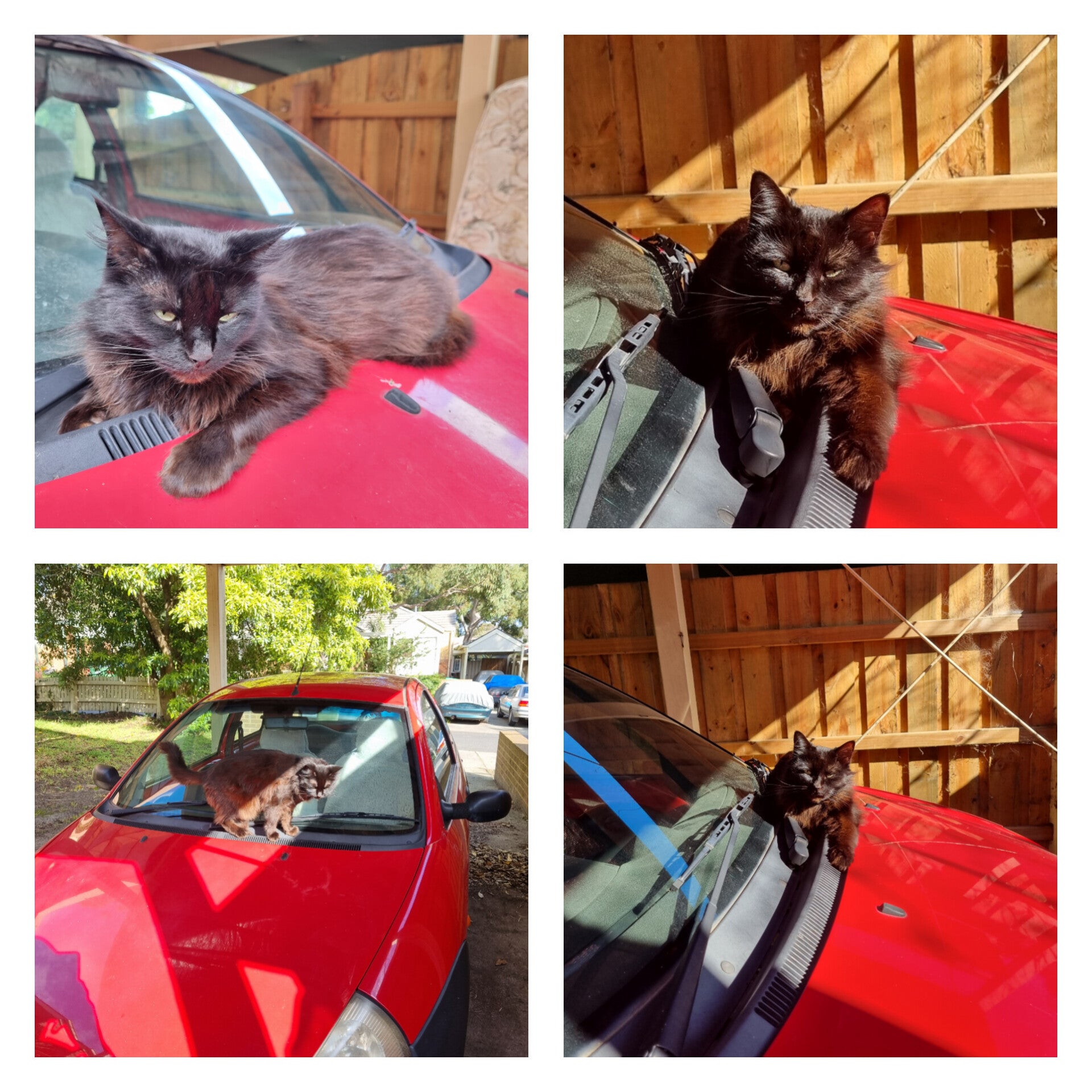 Shadow loves my car more than I do