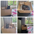 Shadow must do a thorough check of every box that comes inside her house. She has an overwhelming urge to jump inside boxes and in bags. She also loves leather and denim jeans (if you want her on your lap).