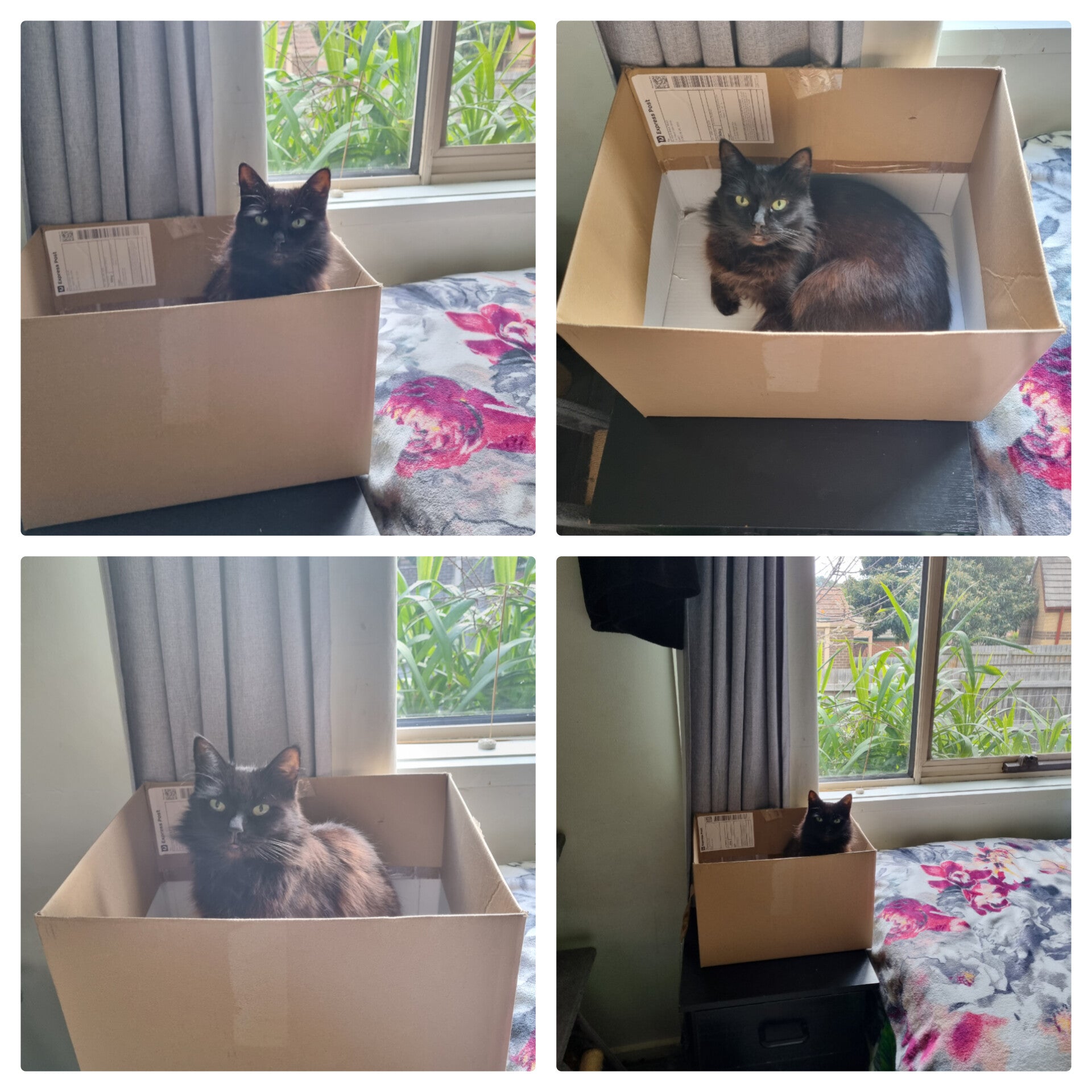 Shadow must do a thorough check of every box that comes inside her house. She has an overwhelming urge to jump inside boxes and in bags. She also loves leather and denim jeans (if you want her on your lap).