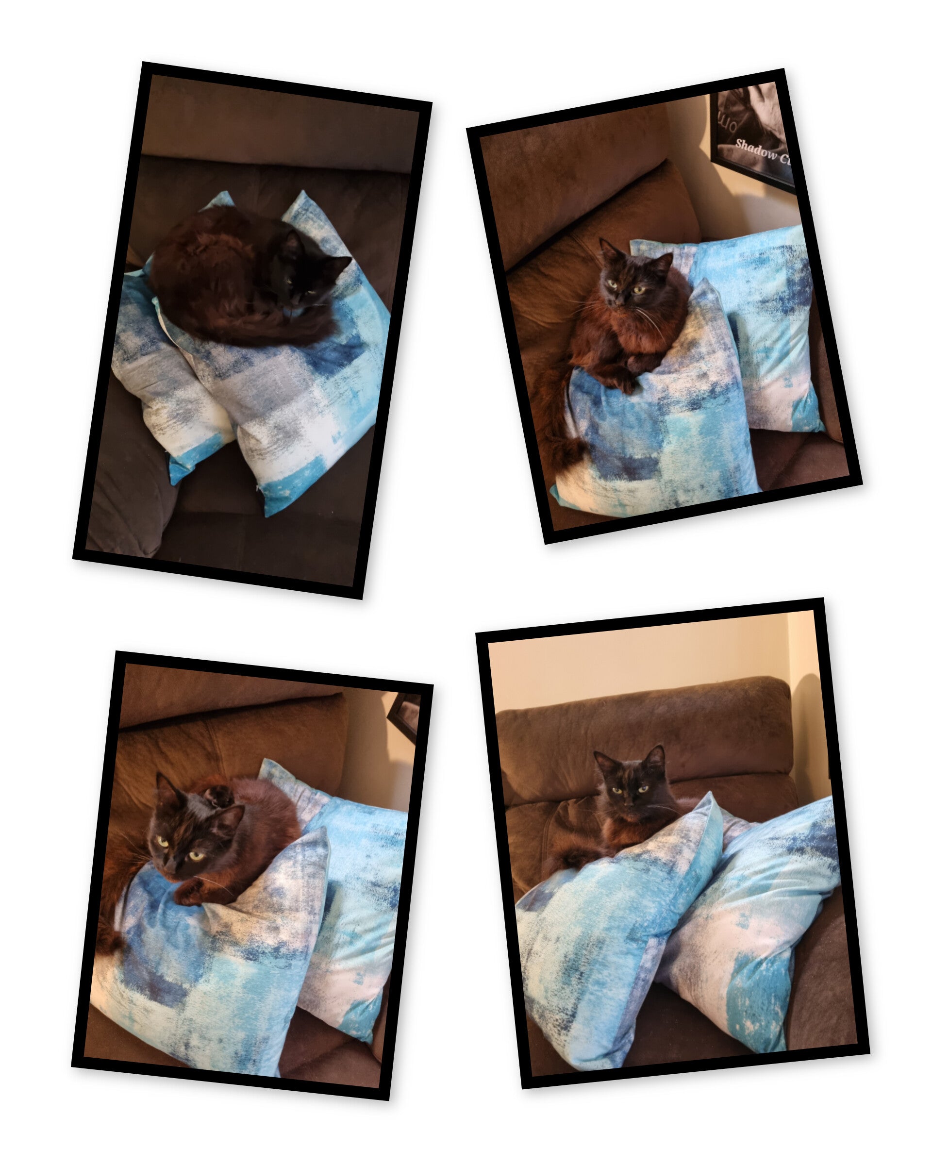 She loves anything new brought into the house, even more so if she can sleep on it.