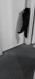 Shadows party trick (opens doors).