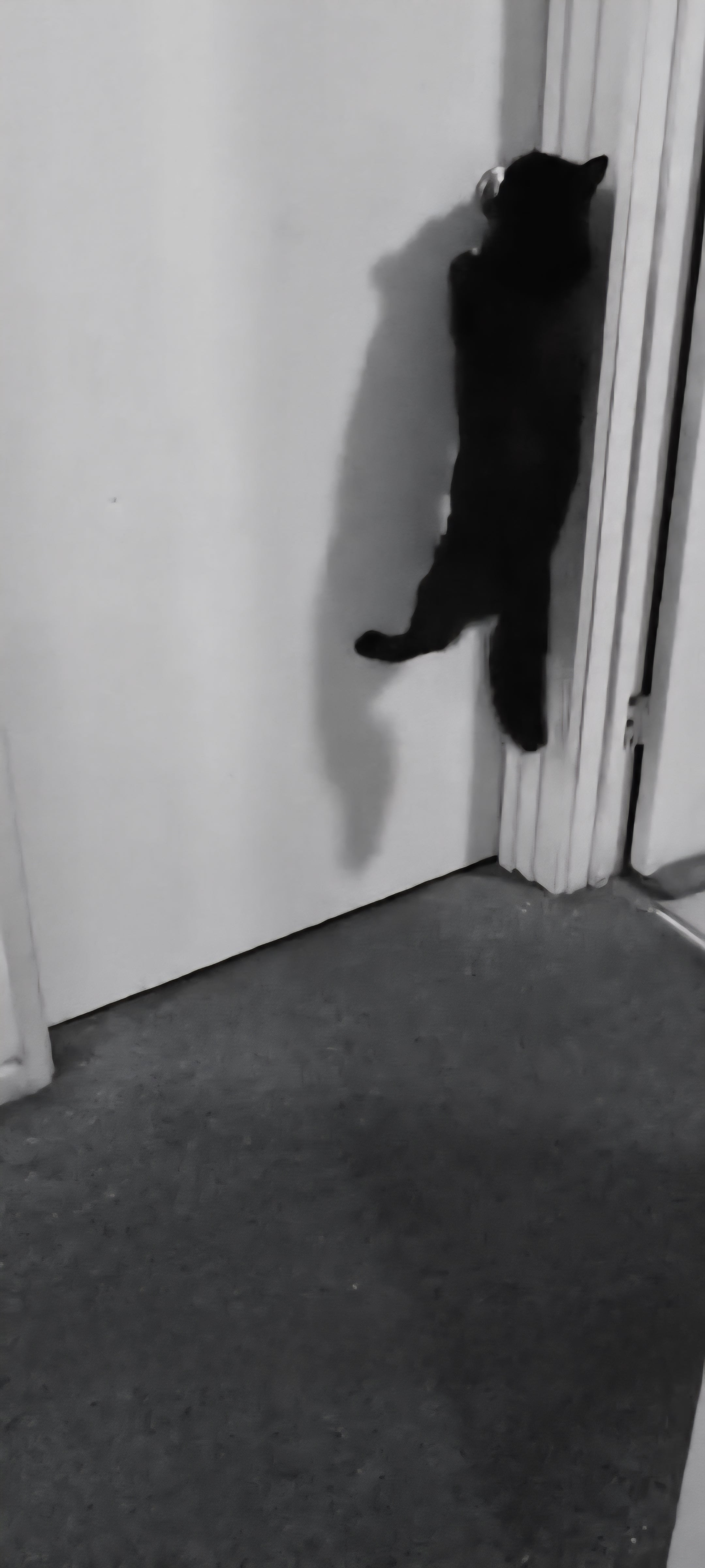 Shadows party trick (opens doors).