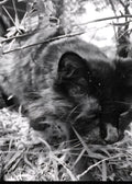 Shadow in stealth mode. Go get them tiger.