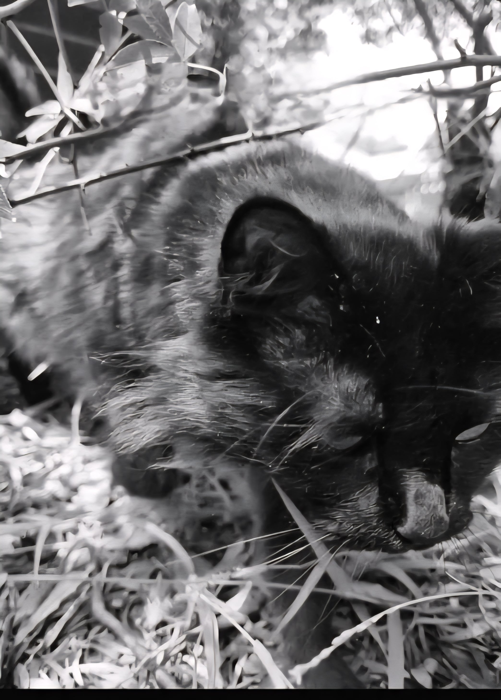 Shadow in stealth mode. Go get them tiger.