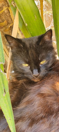 Small cat..... Big belly (it goes brown/red in the sunlight). Black Cat Shadow, could be a wranga.
