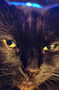 Look into my pretty eyes and watch them light up