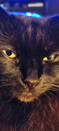 Look into my eyes.