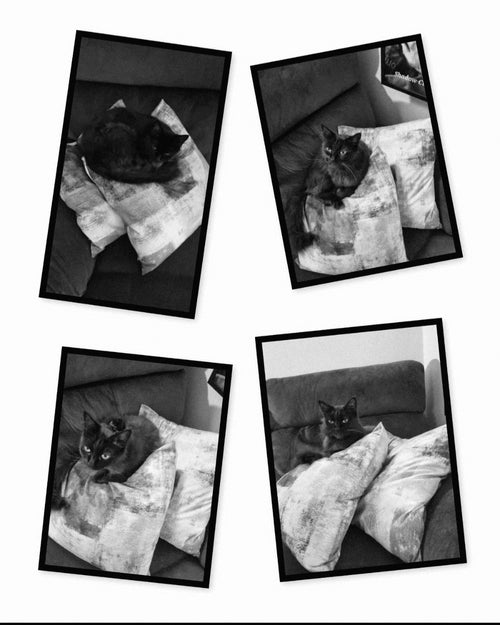 Brand new cushions. Anything soft introduced to the house must go through rigorous testing...... Well and sleeping on.
