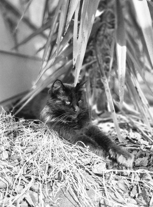 Chillin out the front, Yukka style.