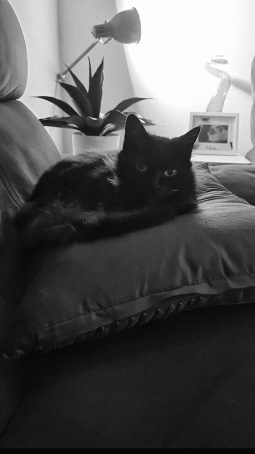 Blue cushions are my favourite. They are built for comfort.