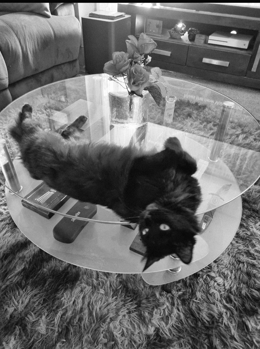 Shadow loves roses on her table. Well, she is a lady.