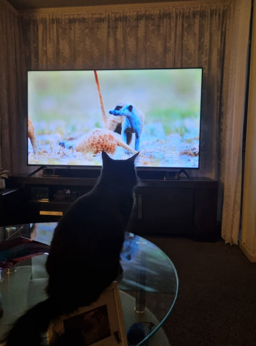 Dad, you can stick to your Sound Of Music, I'm watching the meerkats.