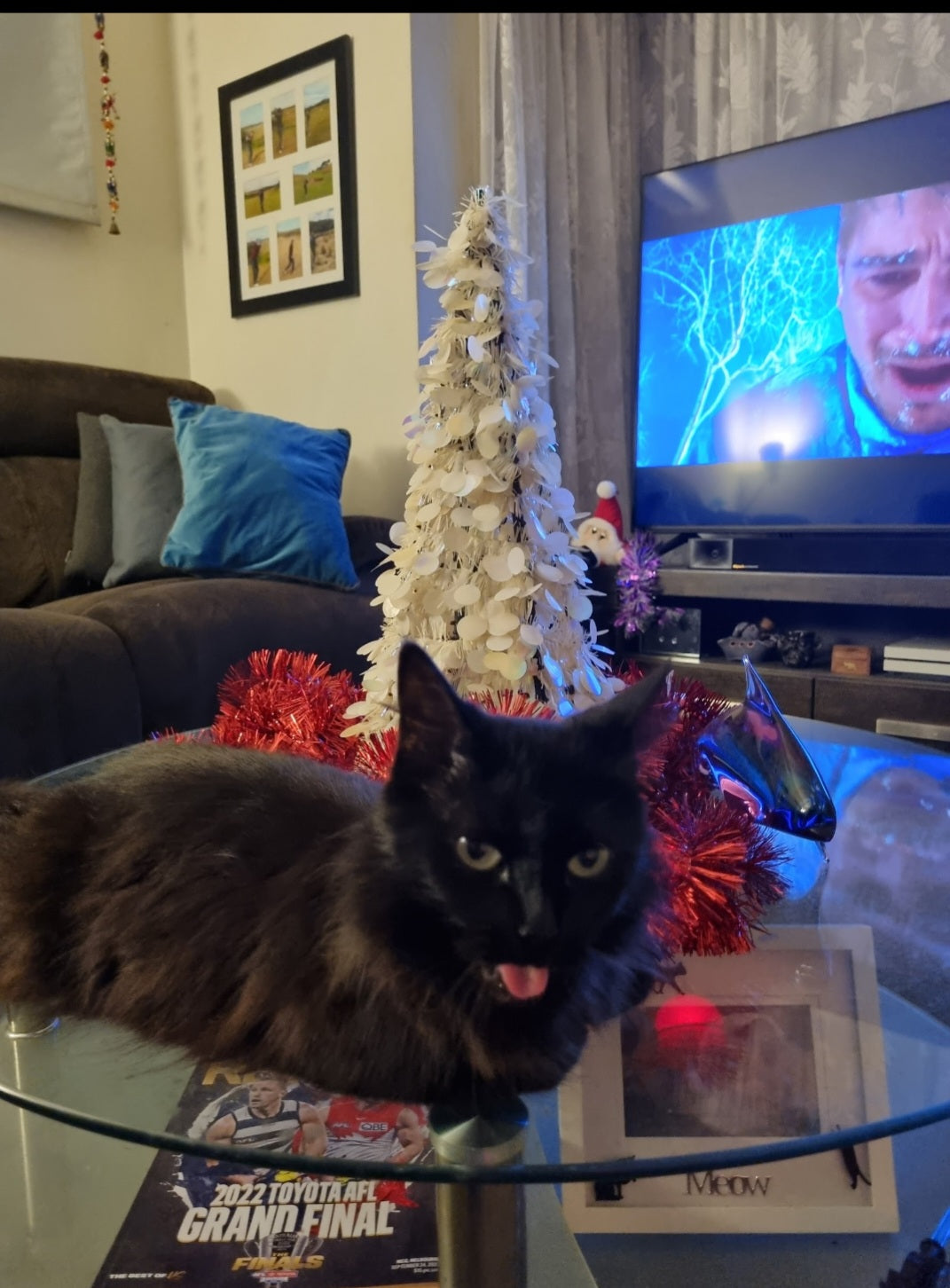 Shadow is being a xmas Scrooge. I crowded her table....... Sorry Shadow, it won't happen again.